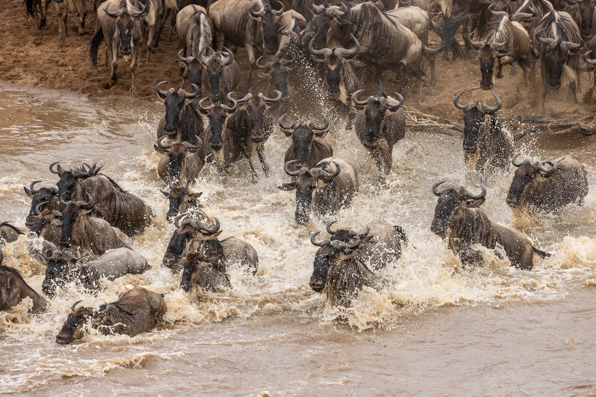 Migration Safari