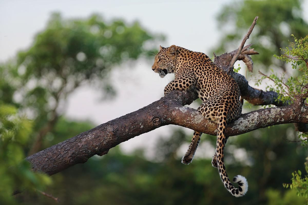 MALEWANE LODGE