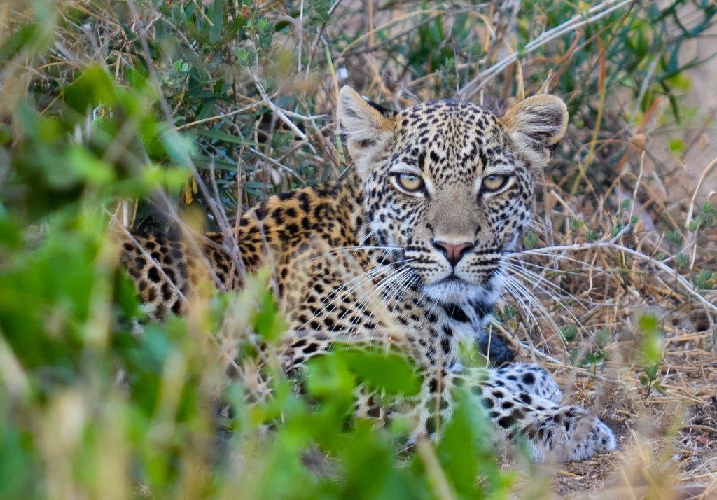 FINCH HATTONS LUXURY TENTED CAMP