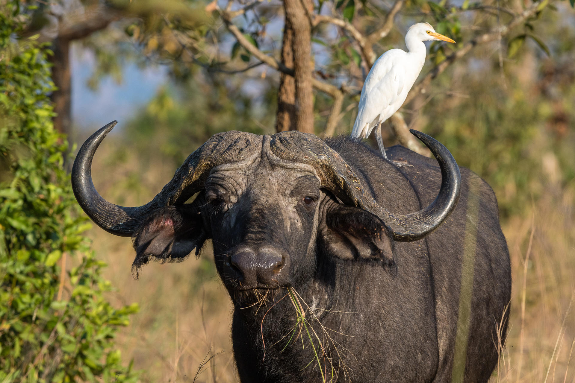 MAGASHI