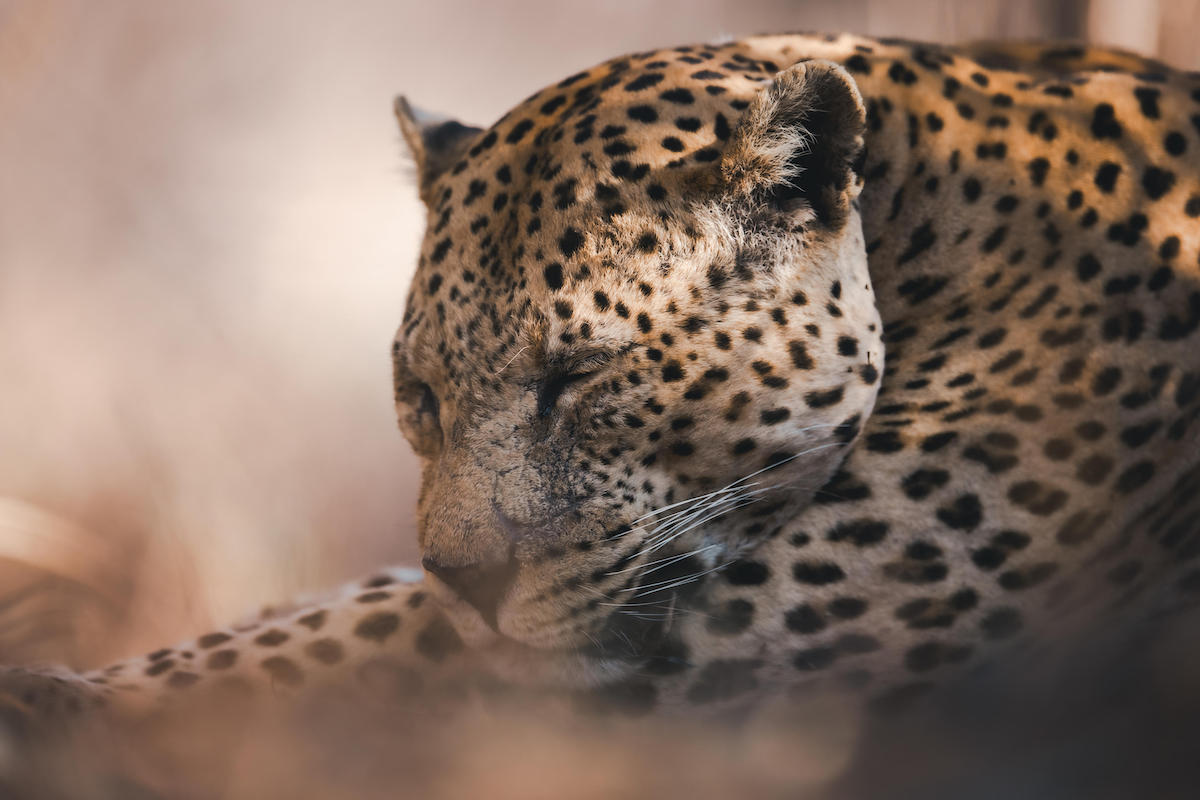 OKONJIMA LUXURY BUSH CAMP