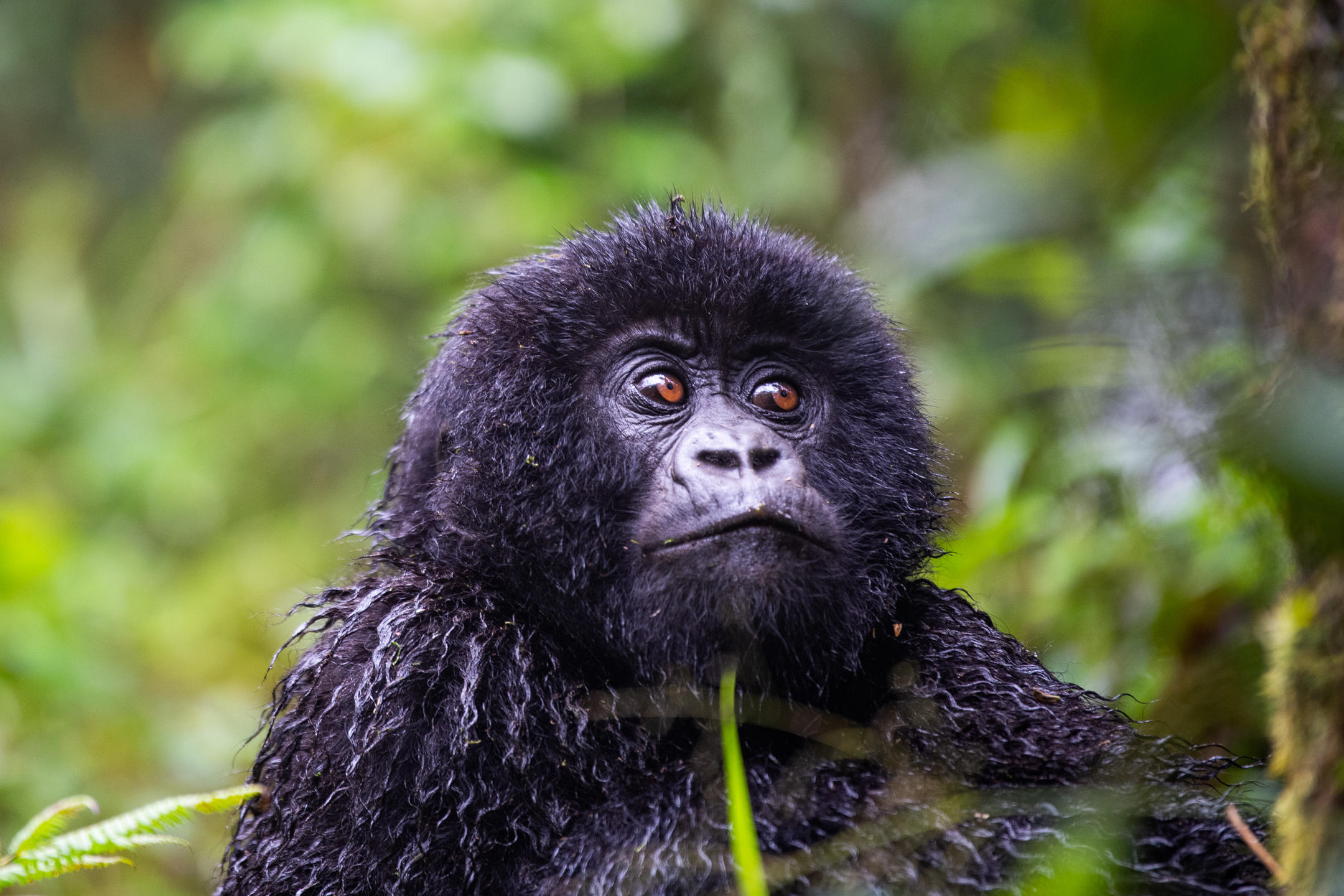 SABYINYO SILVERBACK LODGE