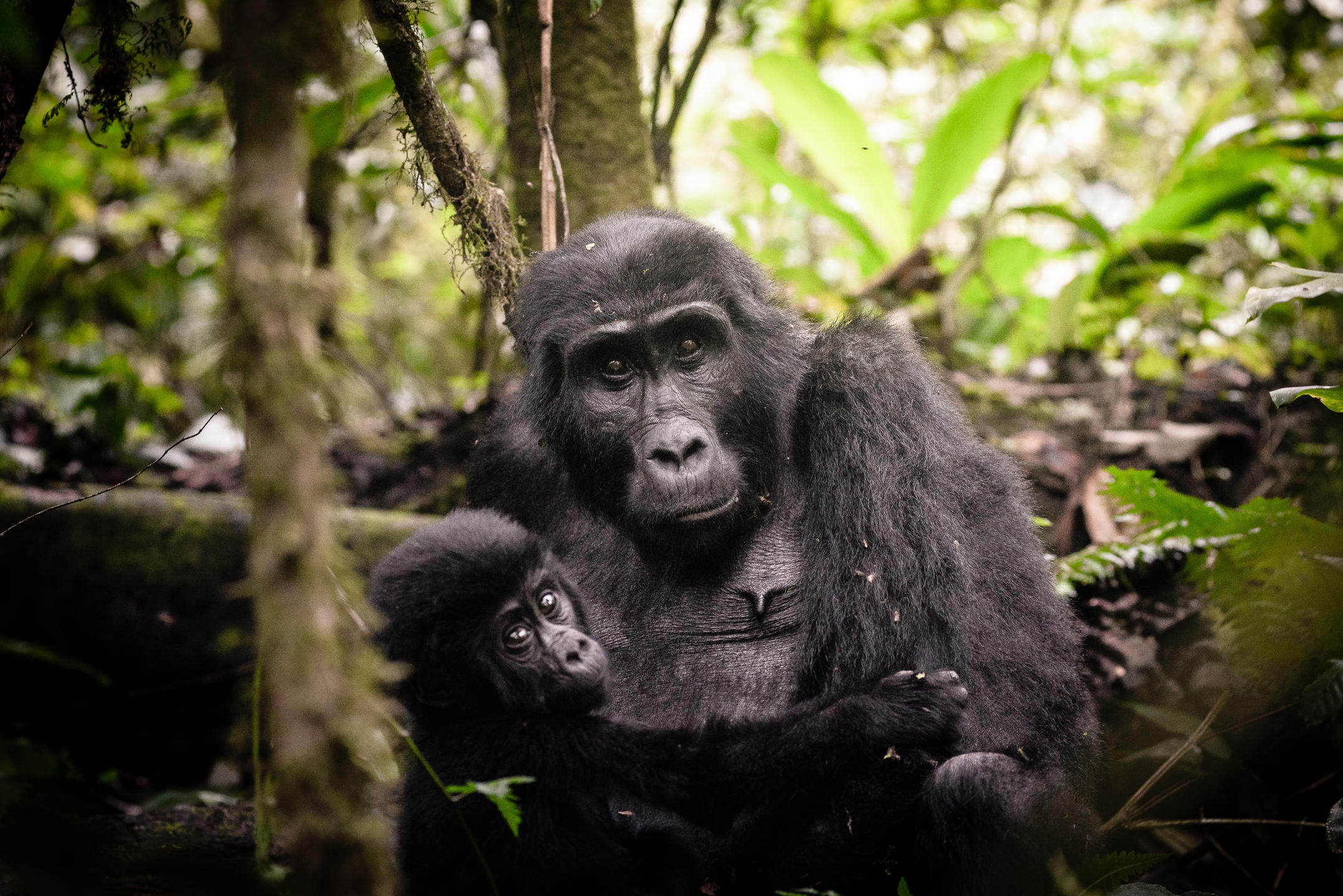 GORILLA FOREST CAMP