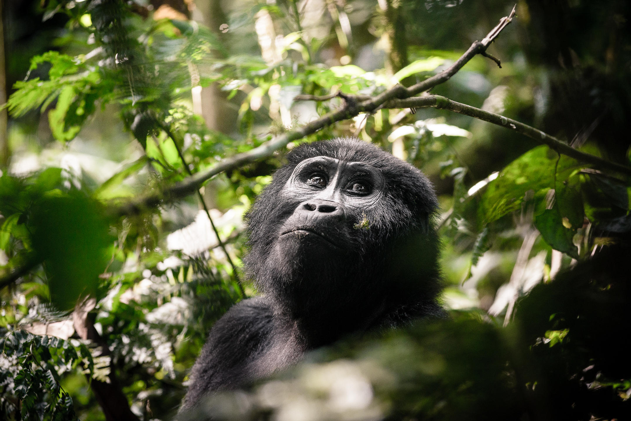 GORILLA FOREST CAMP