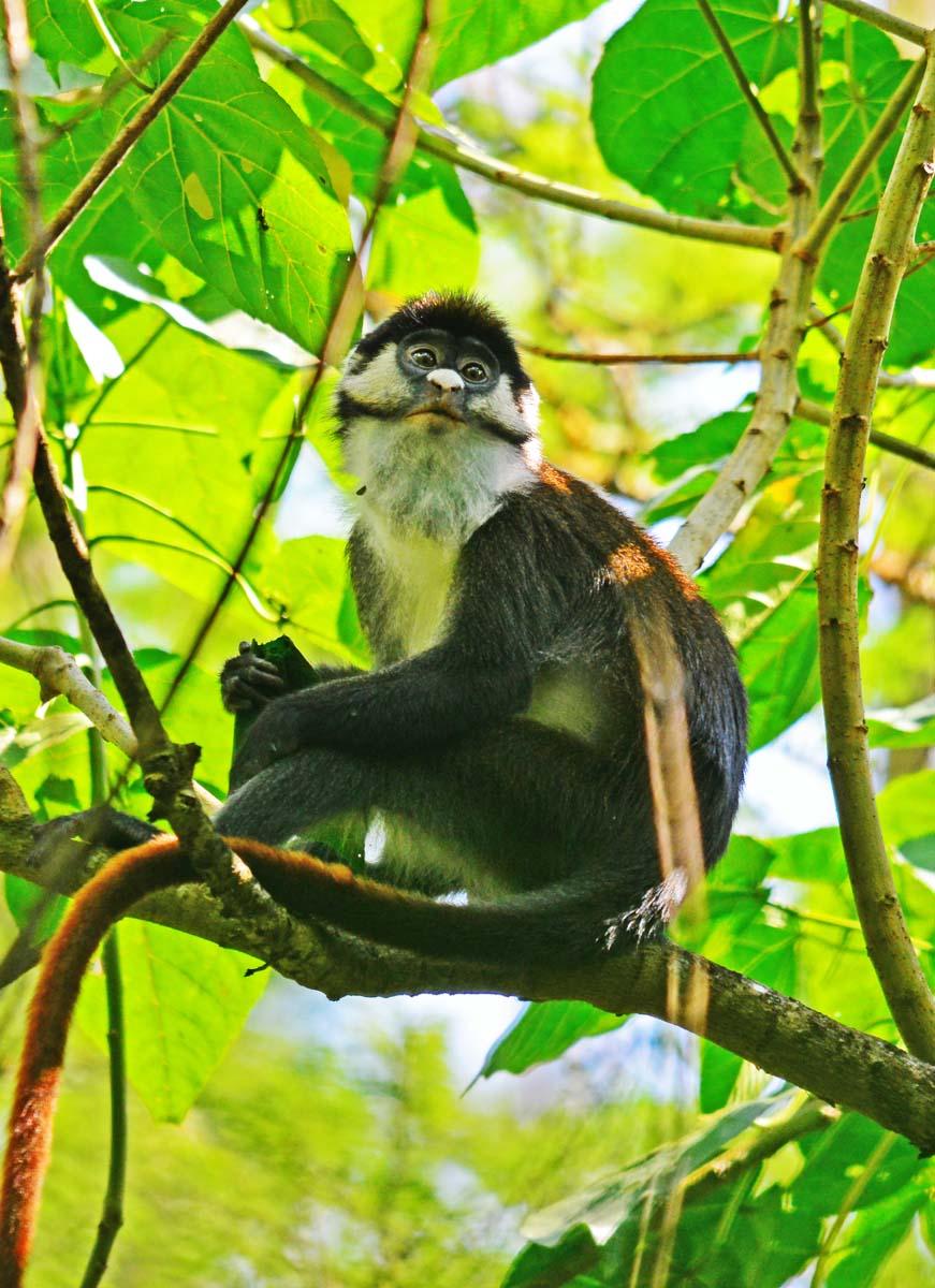 PRIMATE LODGE KIBALE