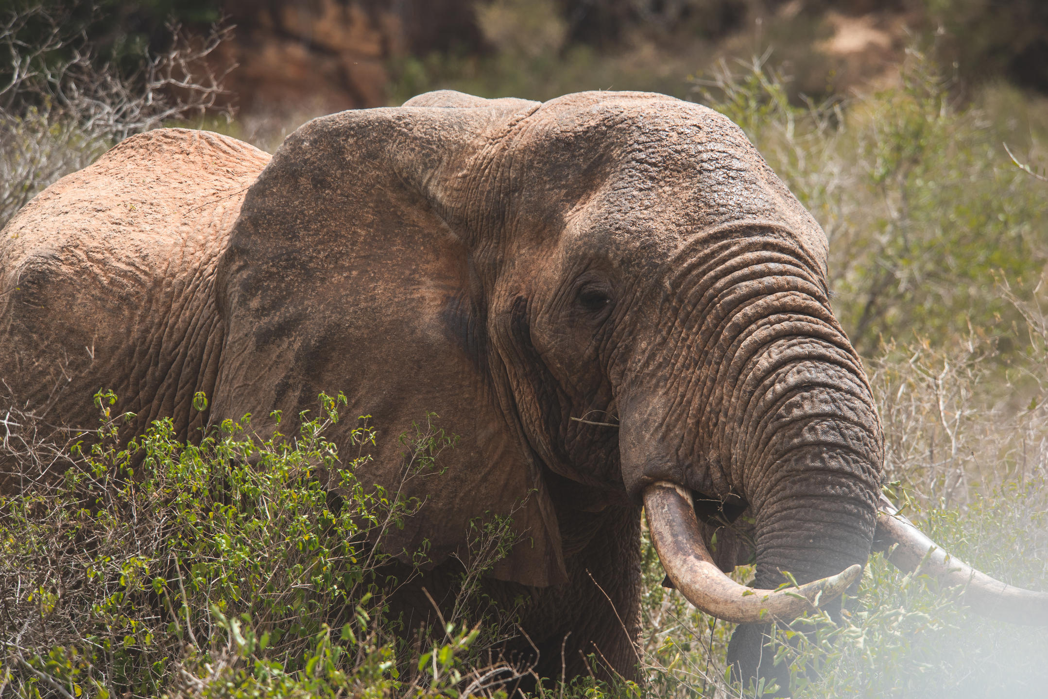 FINCH HATTONS LUXURY TENTED CAMP