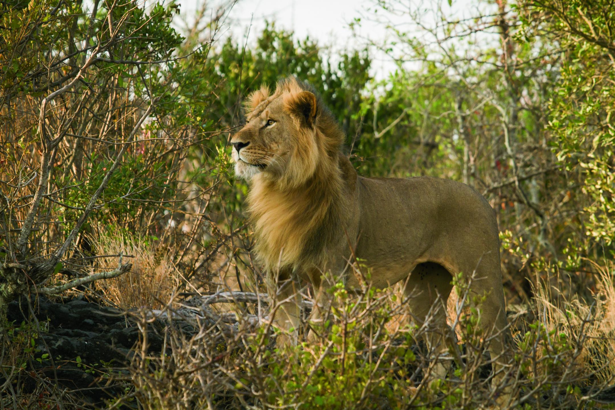 OL DONYO LODGE