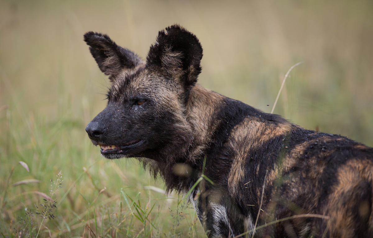 LOISABA TENTED CAMP