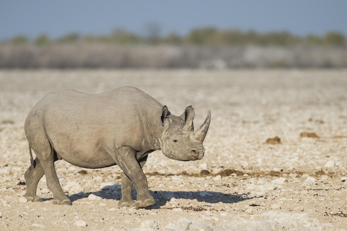 ANDERSSONS AT ONGAVA