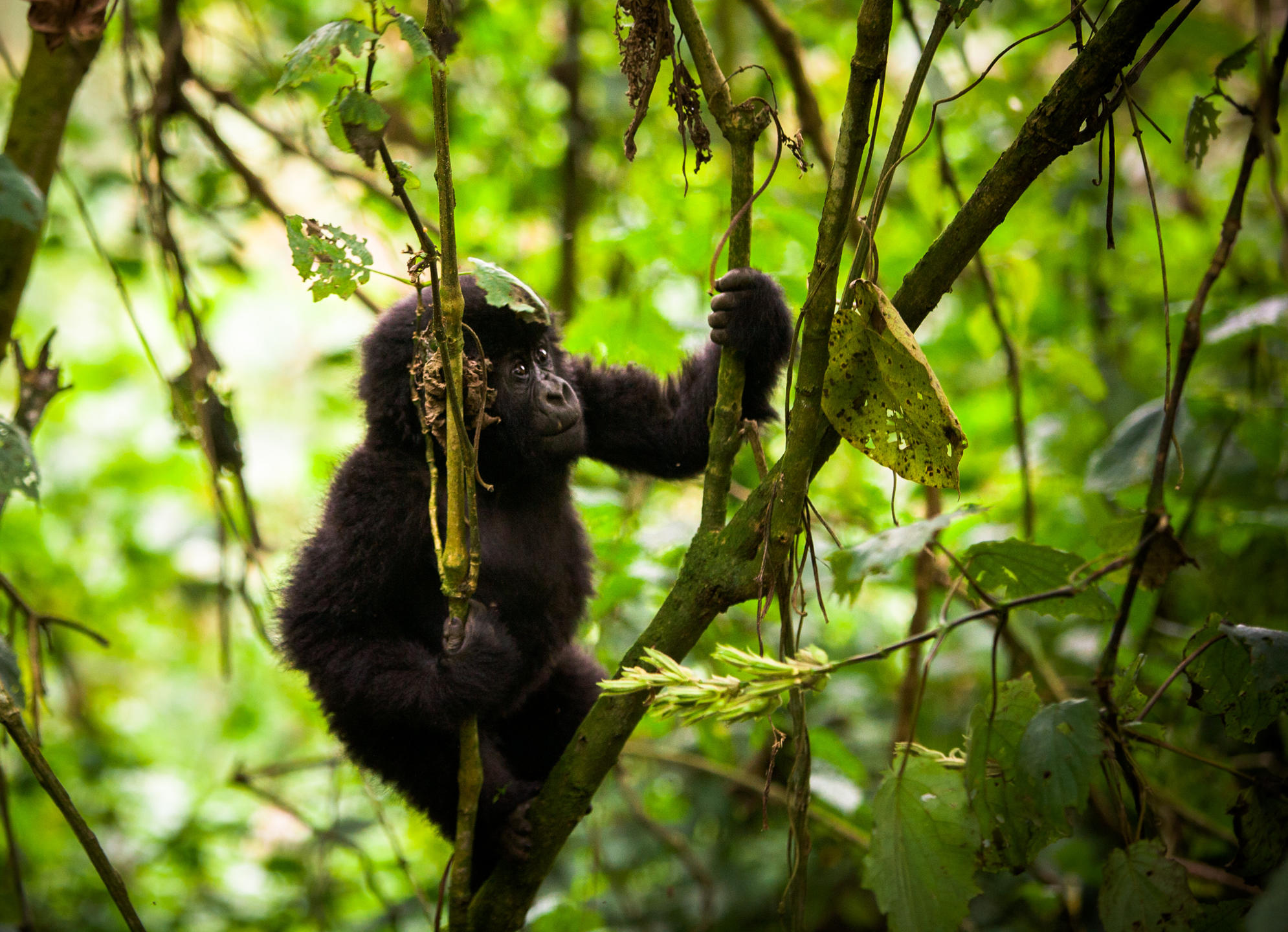 BWINDI LODGE
