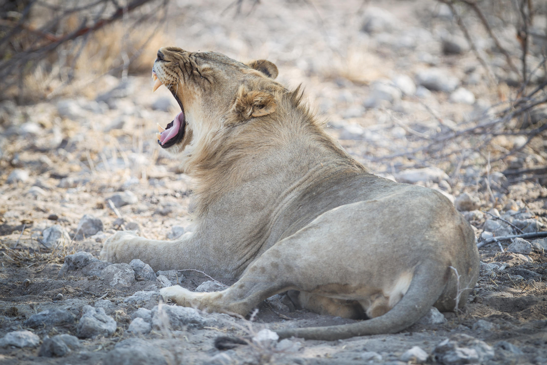 ONGUMA TENTED CAMP