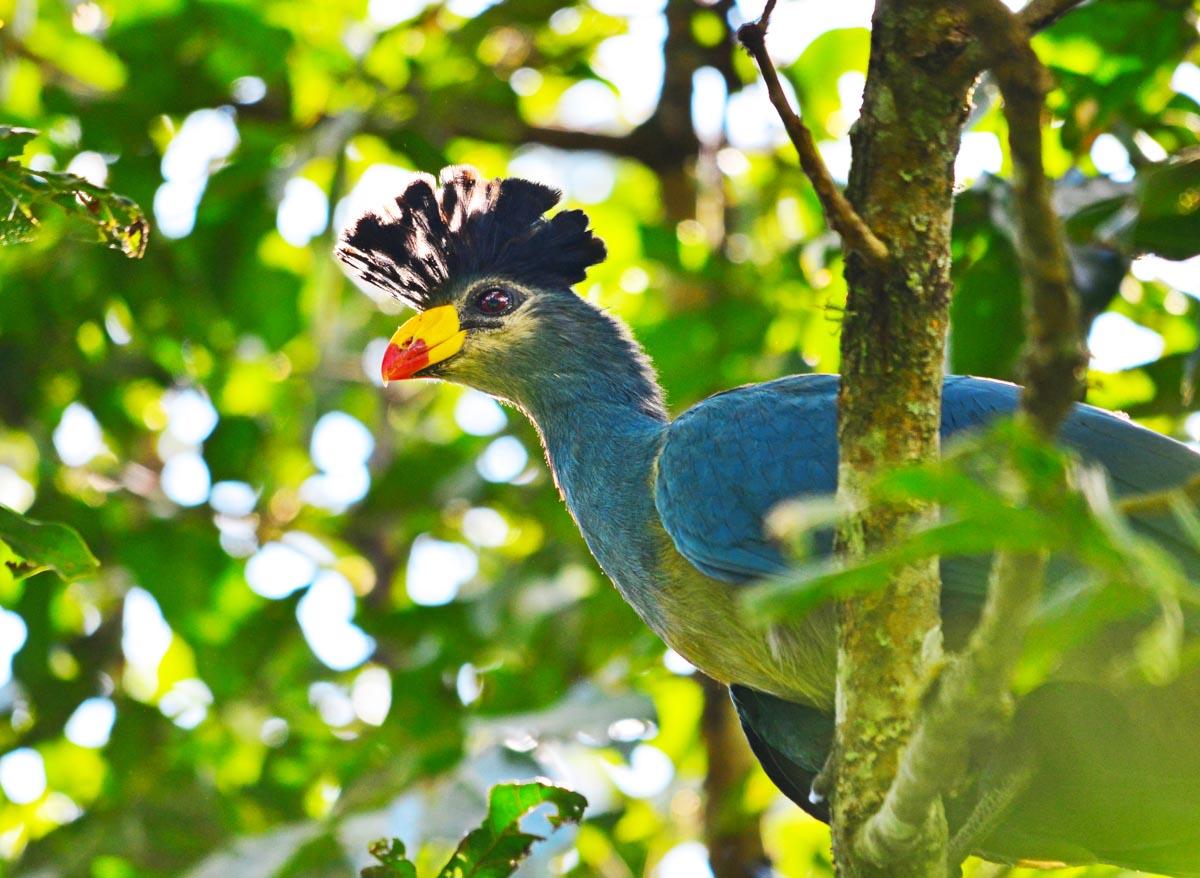 PRIMATE LODGE KIBALE