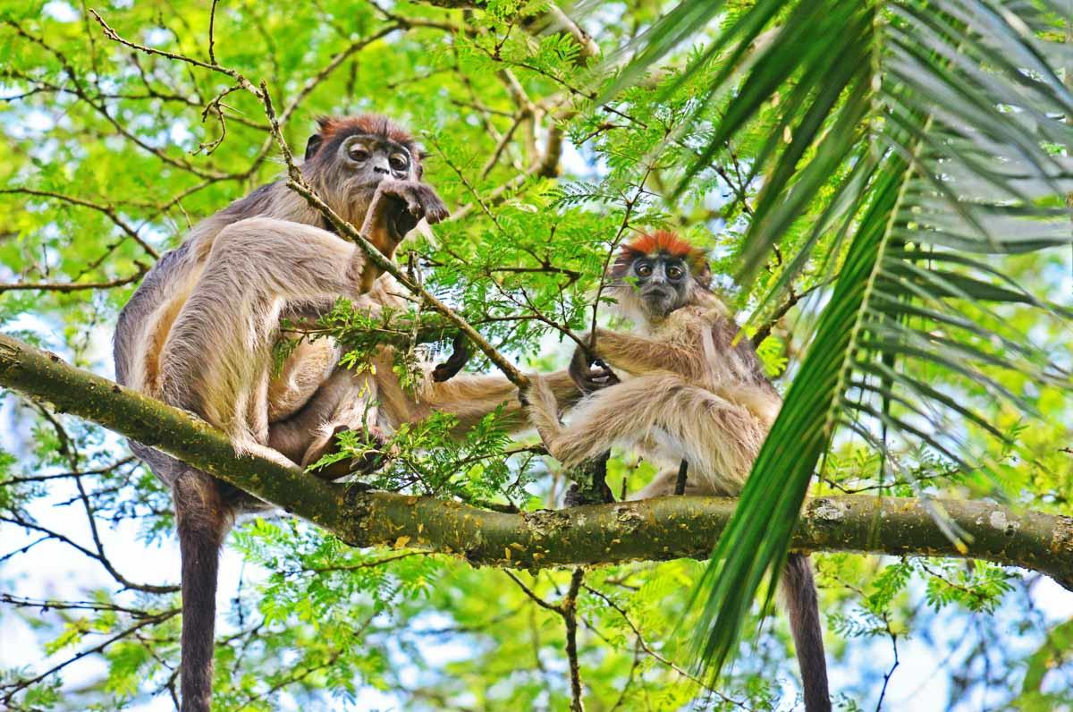 PRIMATE LODGE KIBALE