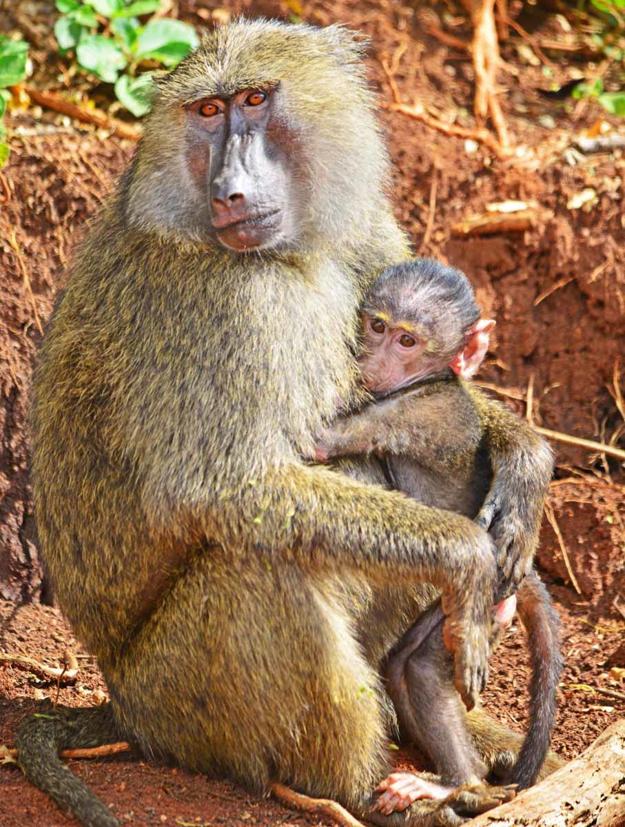 PRIMATE LODGE KIBALE