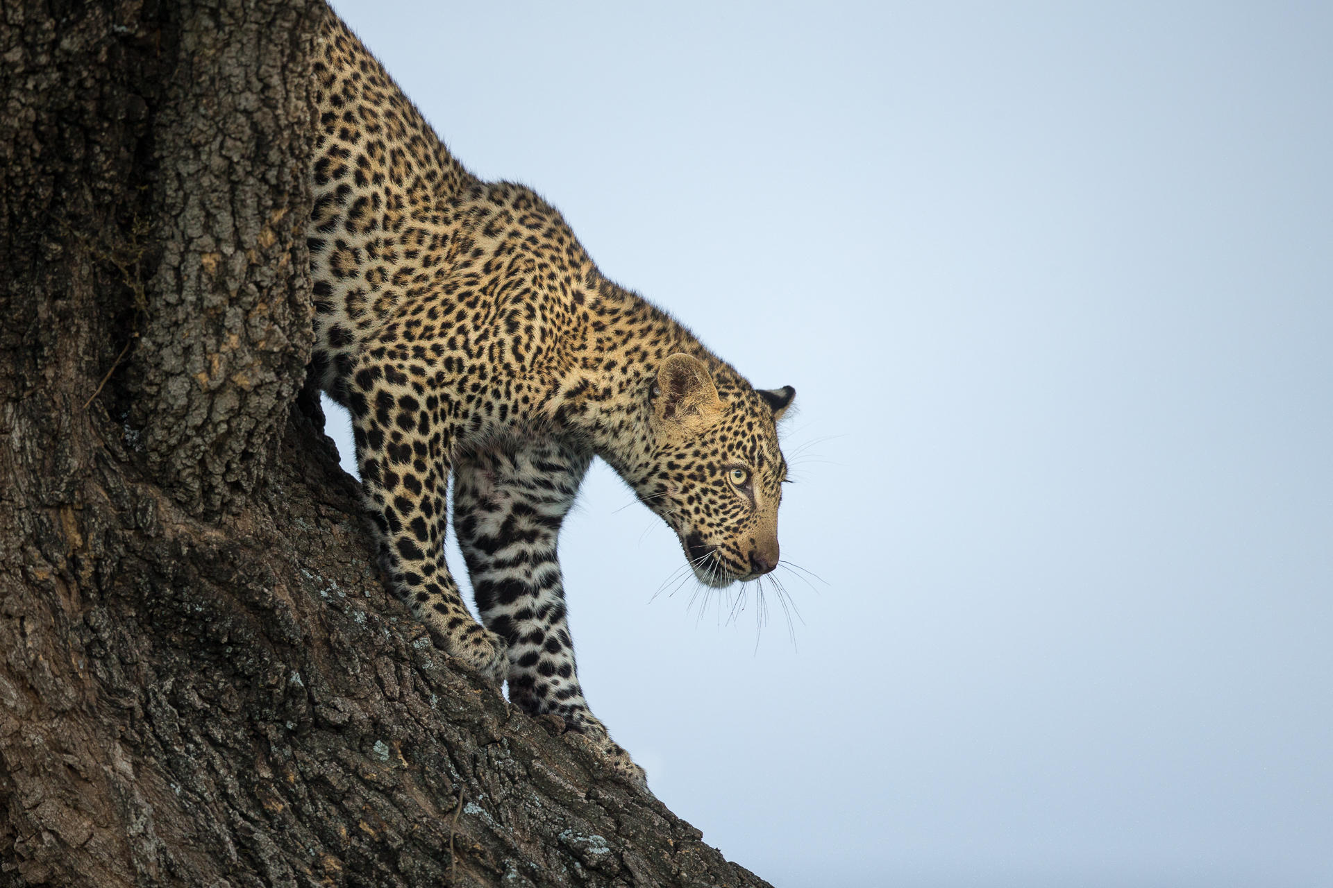 KICHECHE BUSH CAMP