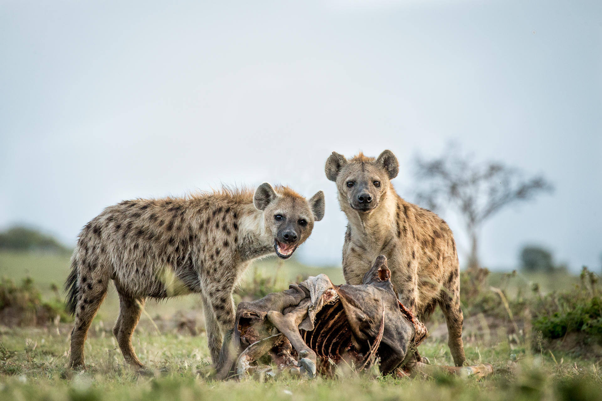 KICHECHE BUSH CAMP