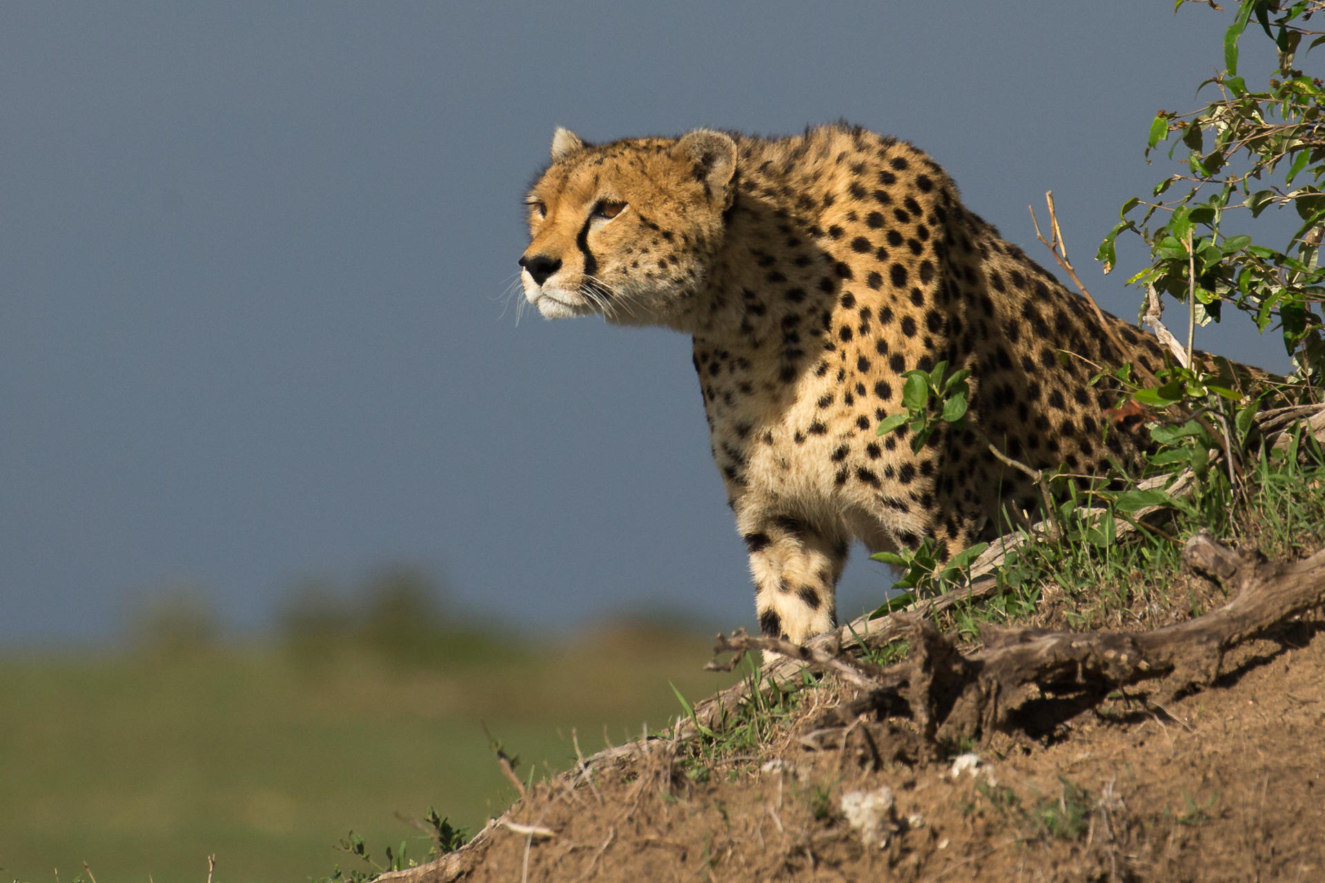 KICHECHE BUSH CAMP