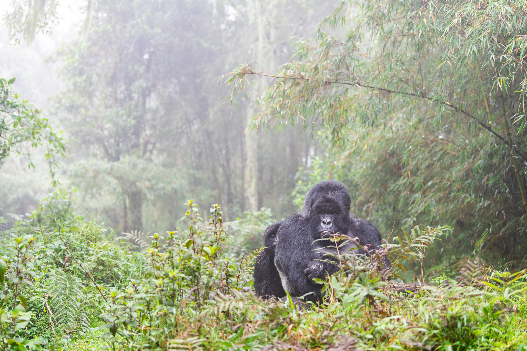 SABYINYO SILVERBACK LODGE