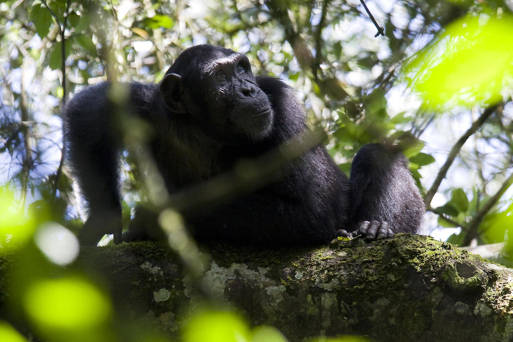 Uganda