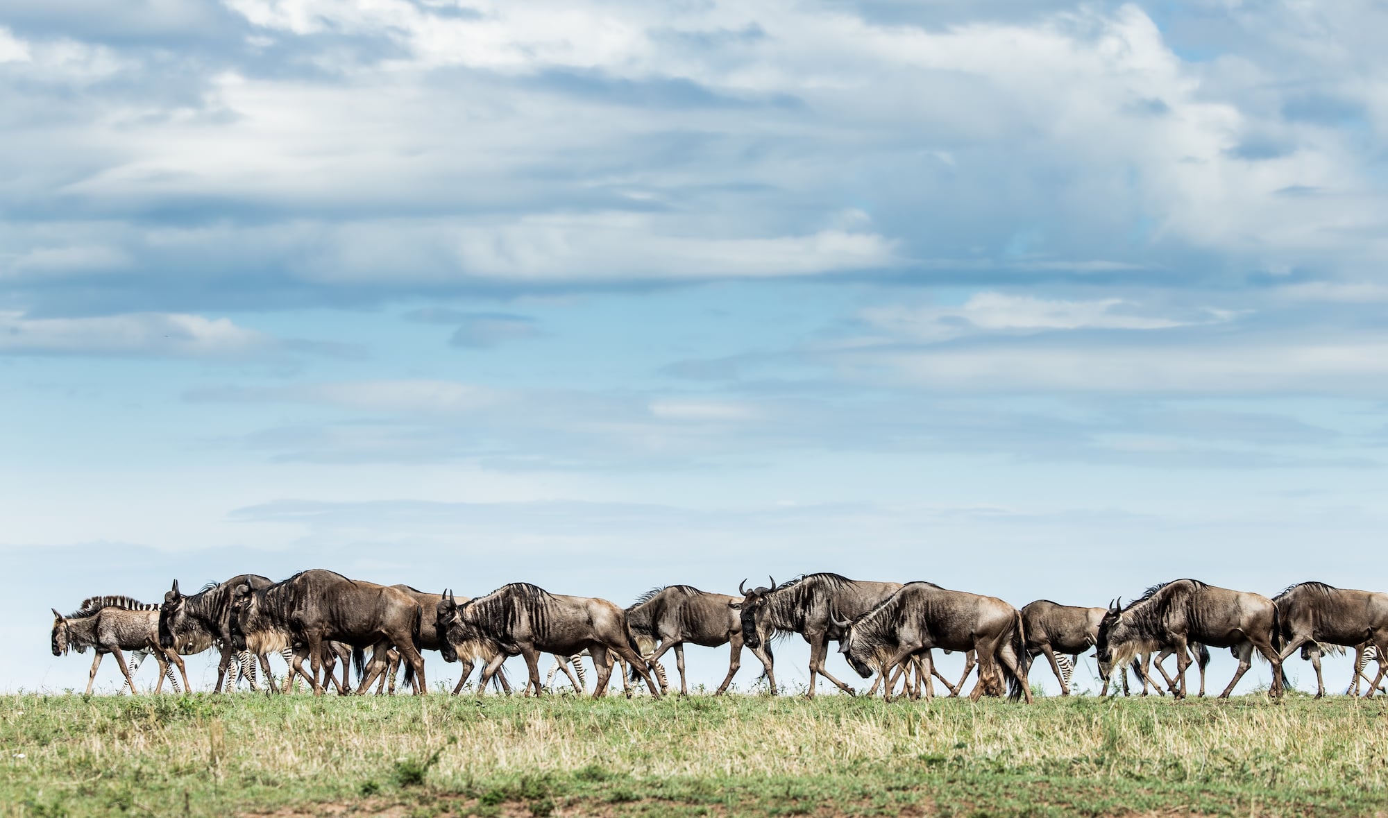 Taste Of Tanzania
