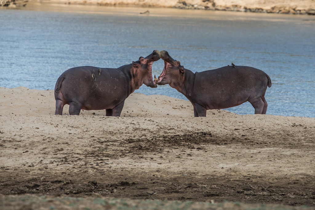 BEST OF ZAMBIA