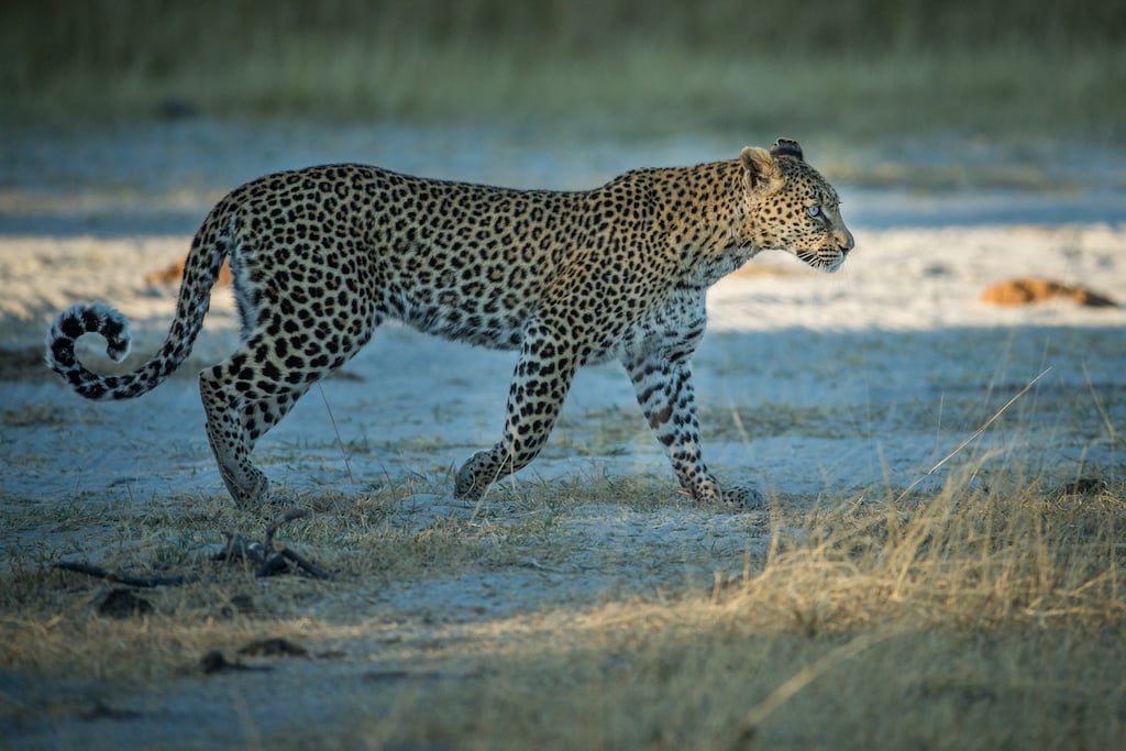 GENUINE BOTSWANA