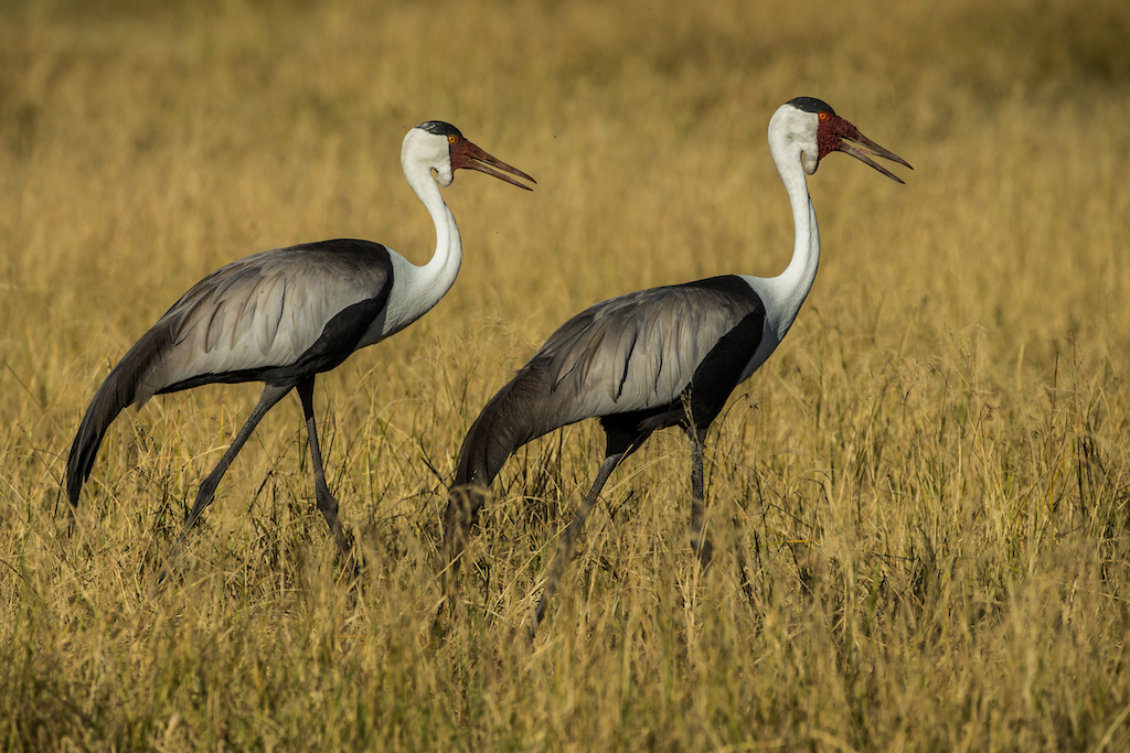 GENUINE BOTSWANA