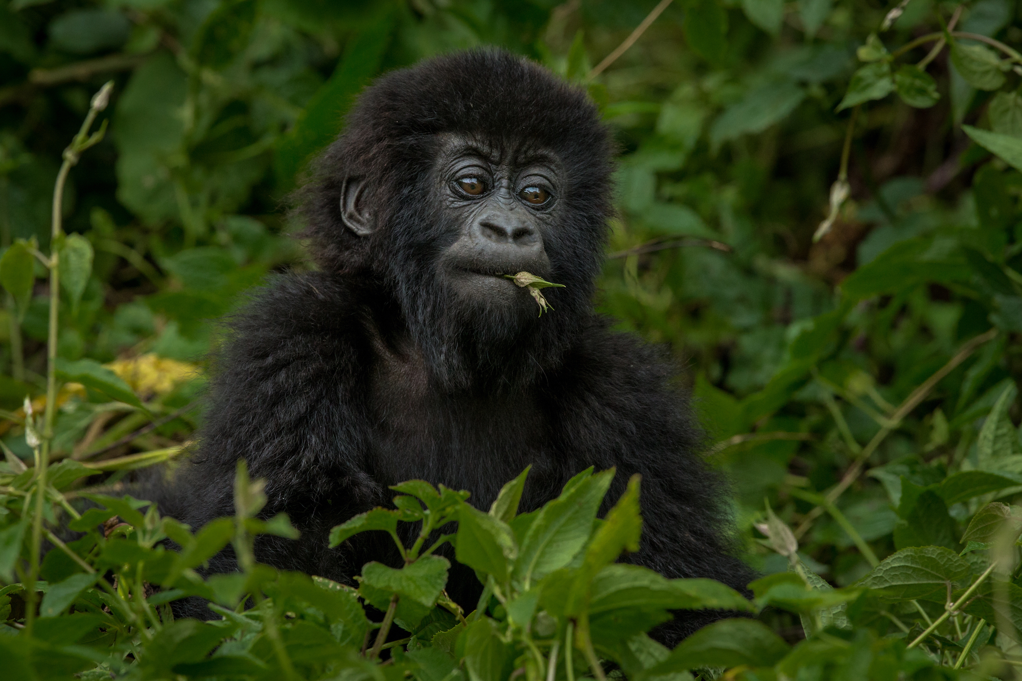 Uganda