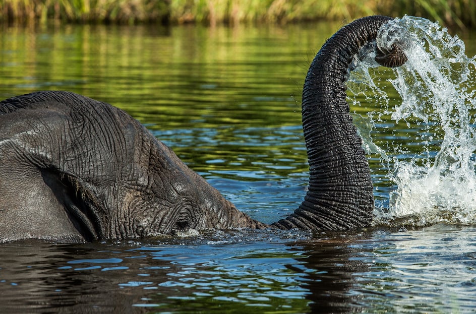 GENUINE BOTSWANA