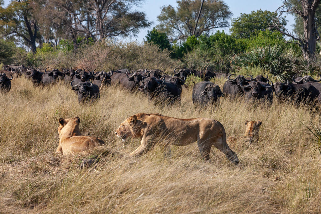 WILDLIFE WONDER