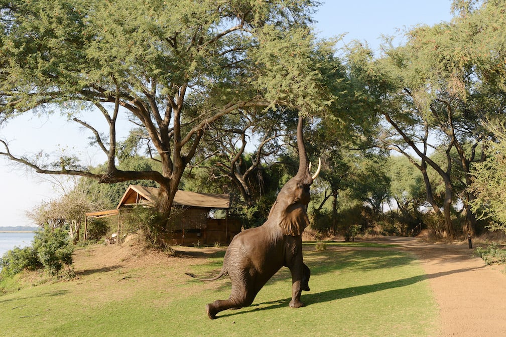 FALLS AND SOUTH LUANGWA CLASSIC