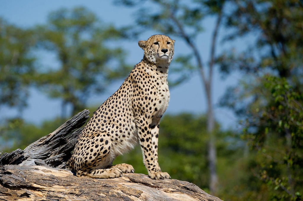 BEST OF BOTSWANA