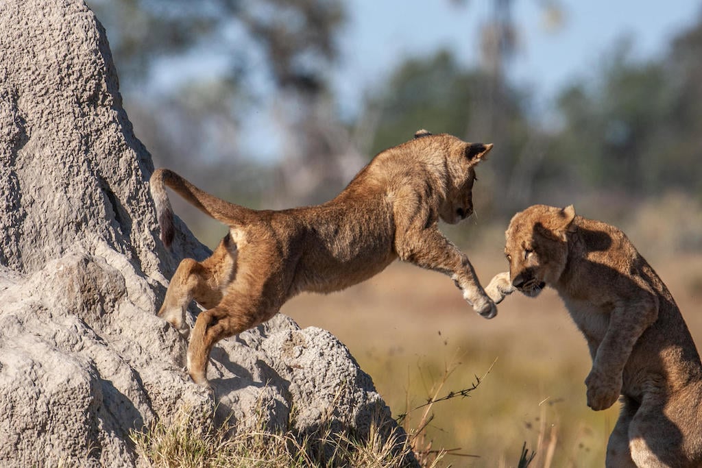 Read more about Savuti Camp