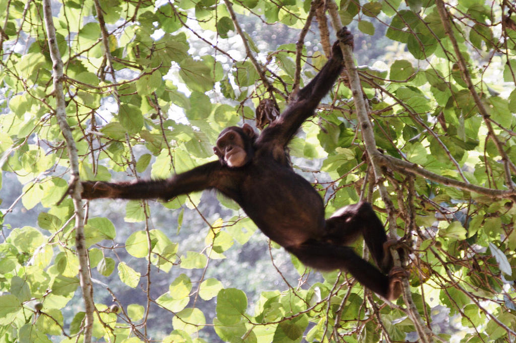 Uganda