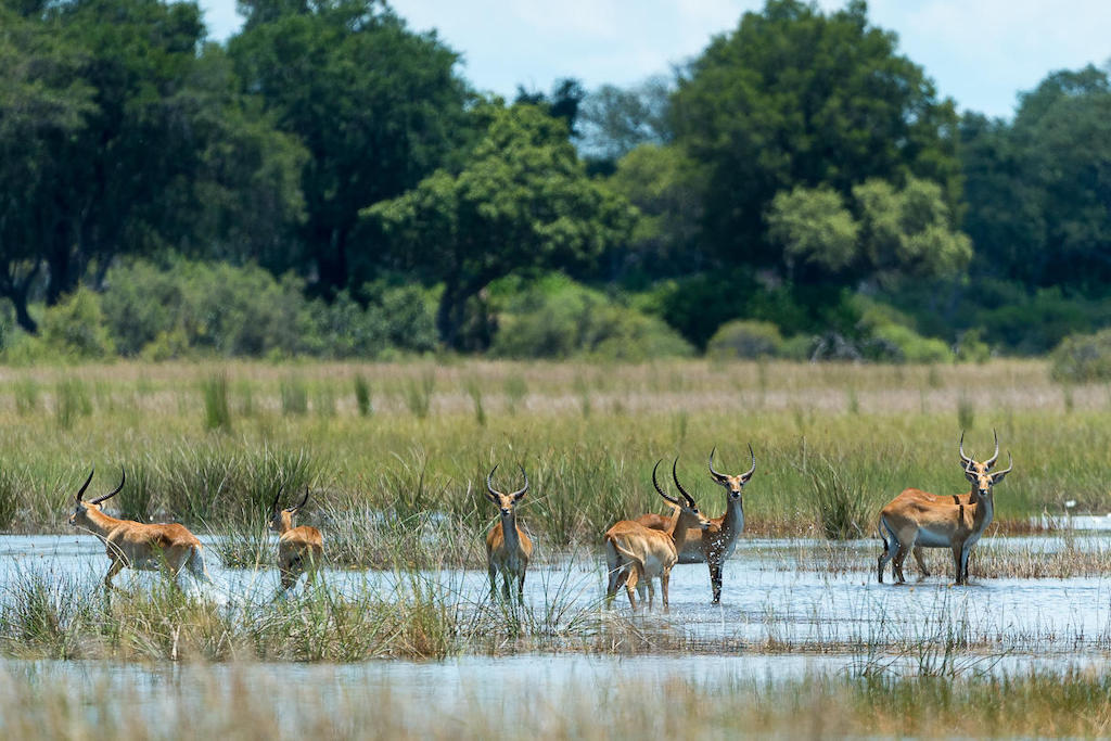WILDLIFE WONDER