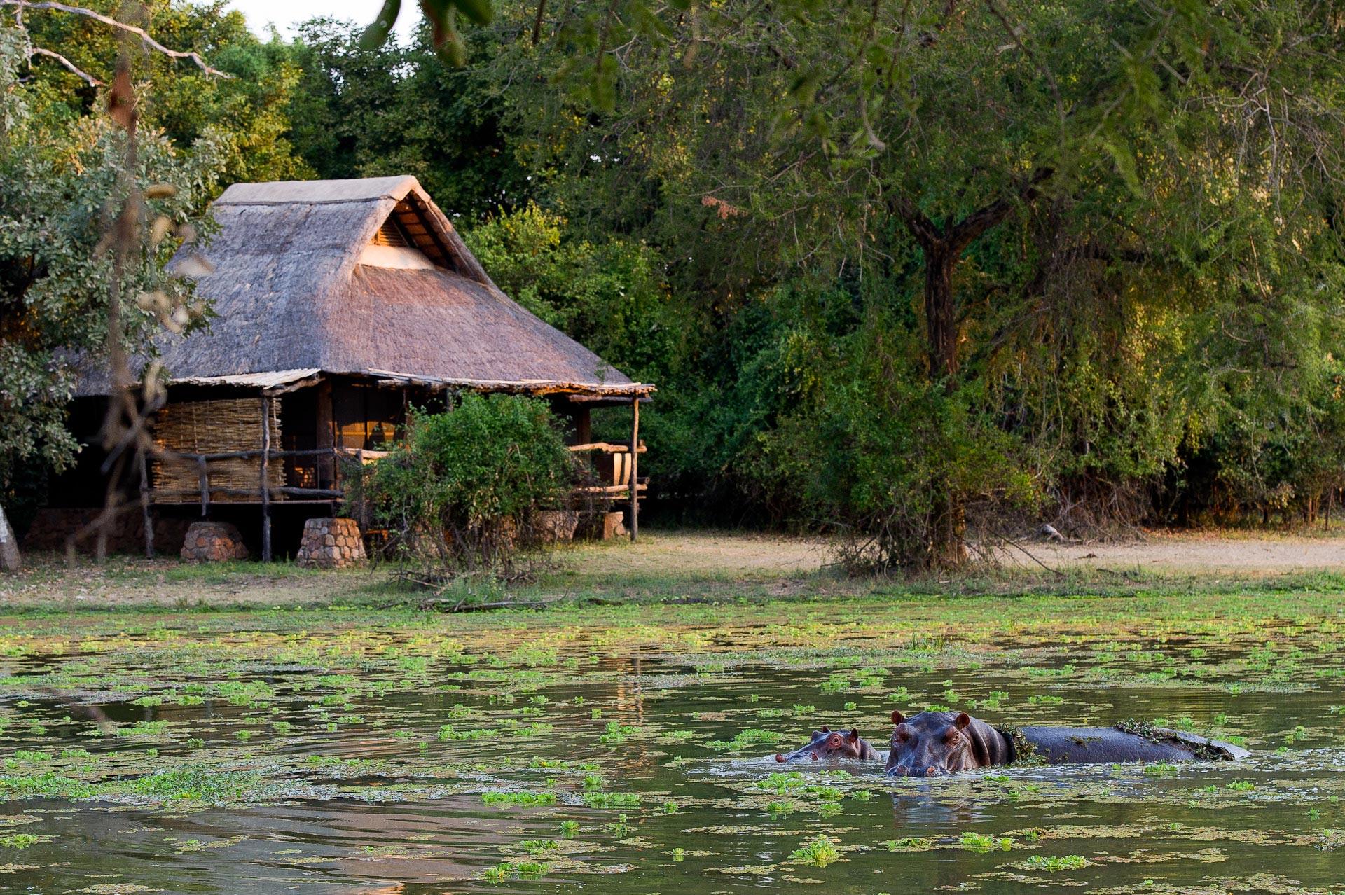 READ MORE ABOUT MFUWE LODGE