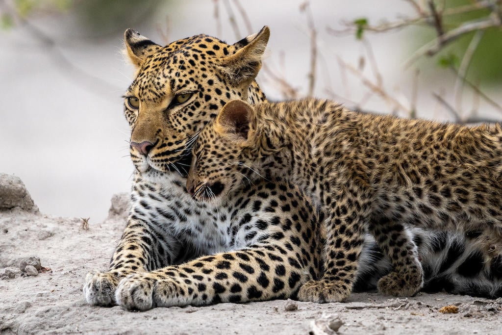 BEST OF BOTSWANA