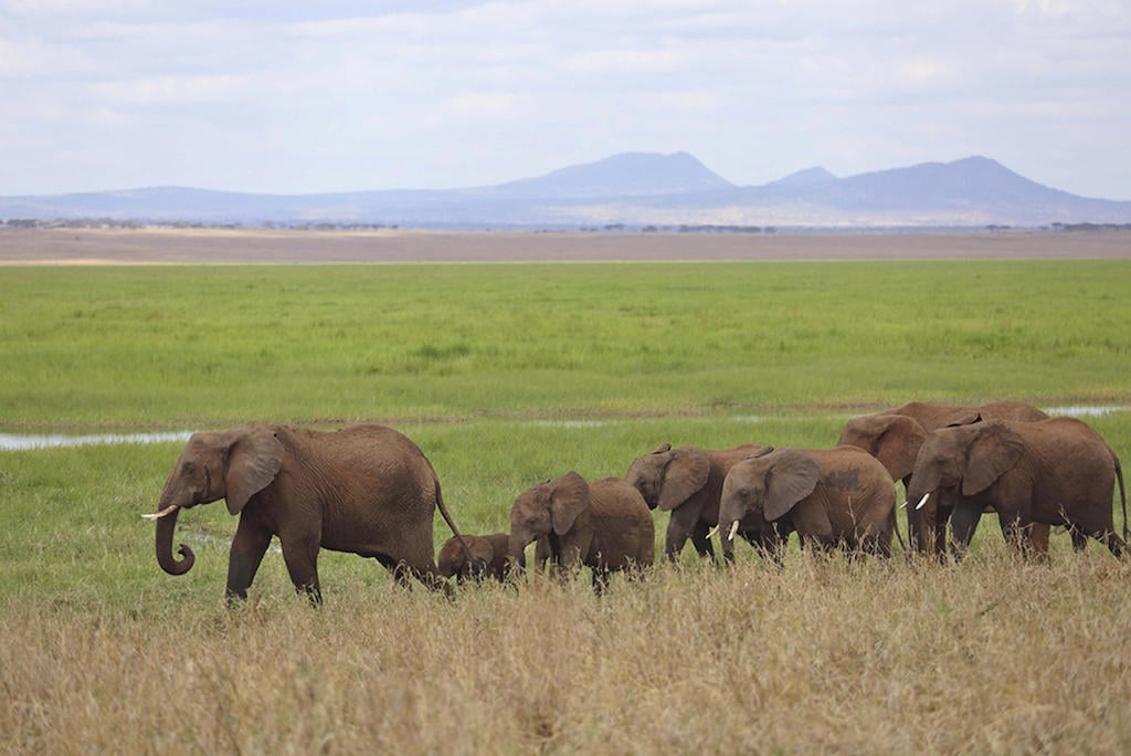 TASTE OF TANZANIA