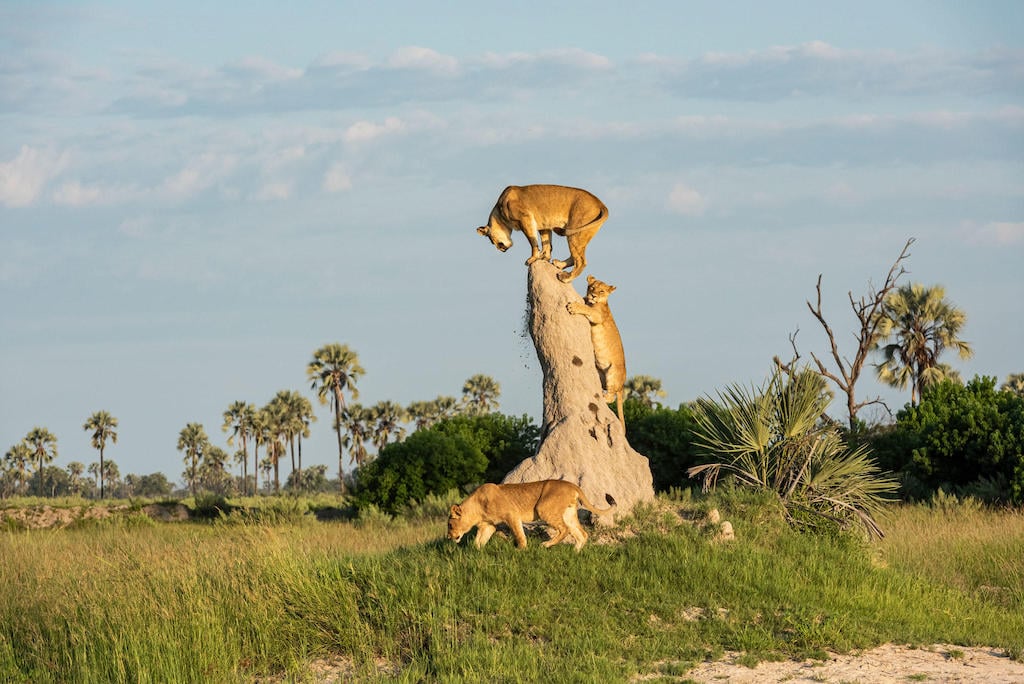 BEST OF BOTSWANA