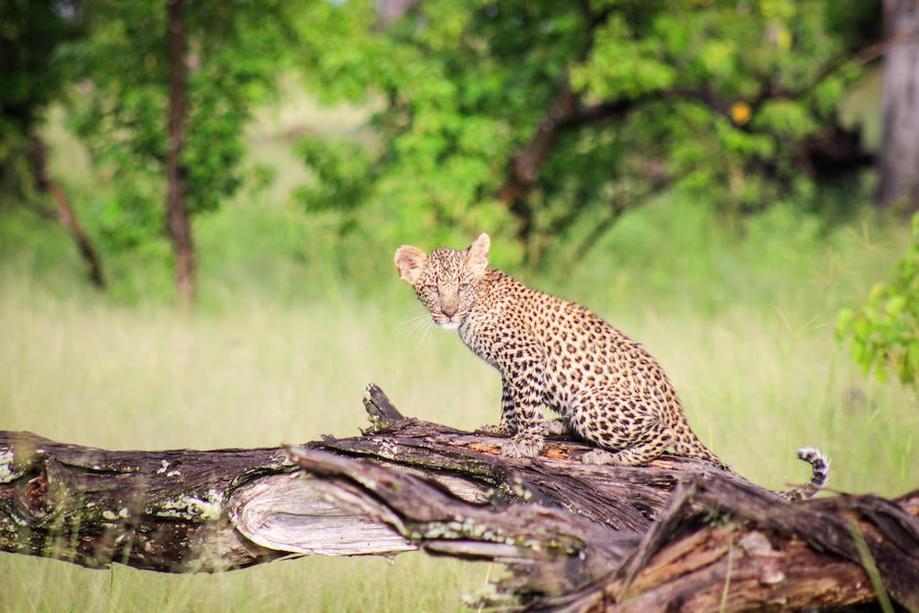 CHOBE & DELTA HIGHLIGHTS