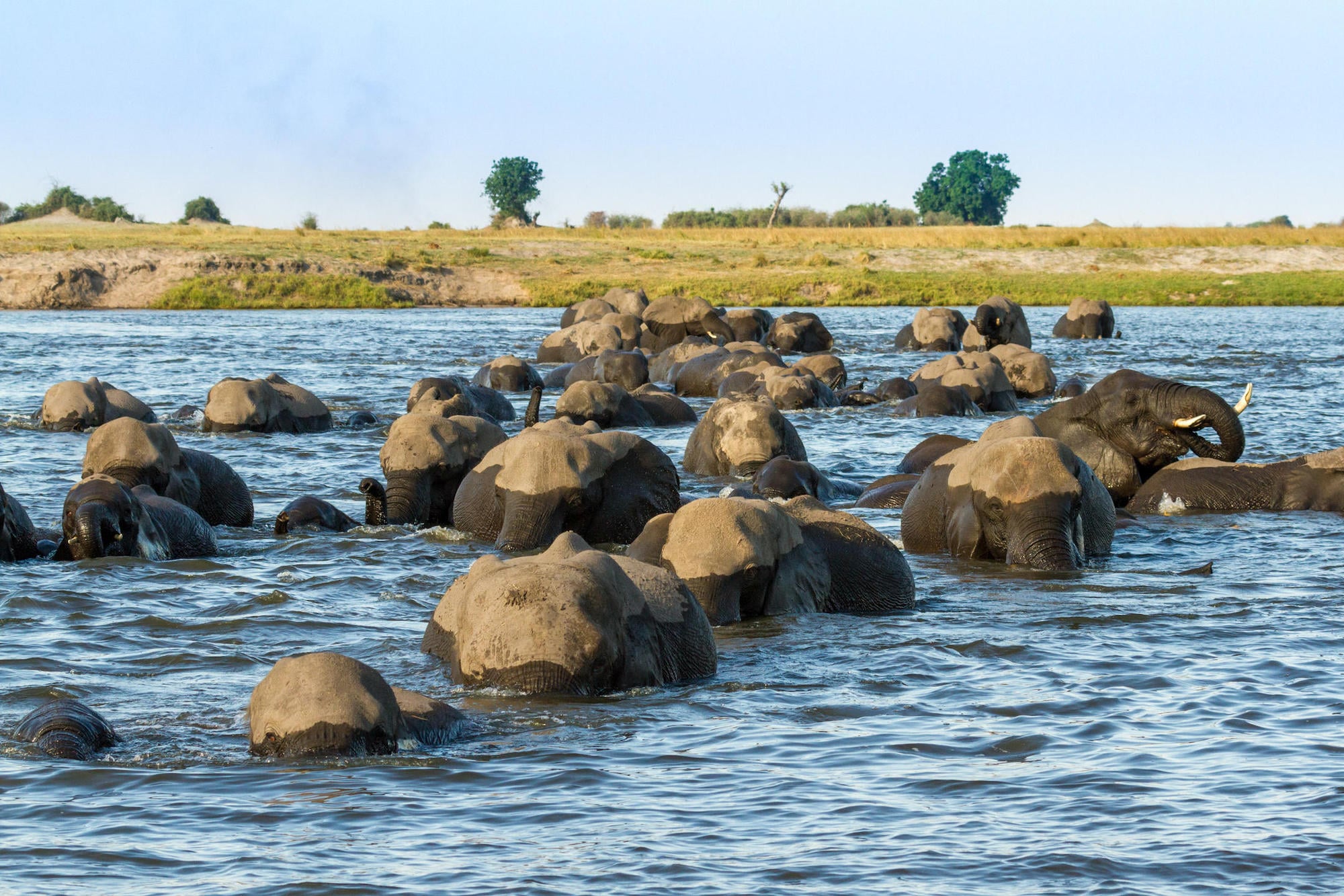 Chobe & Delta Highlights