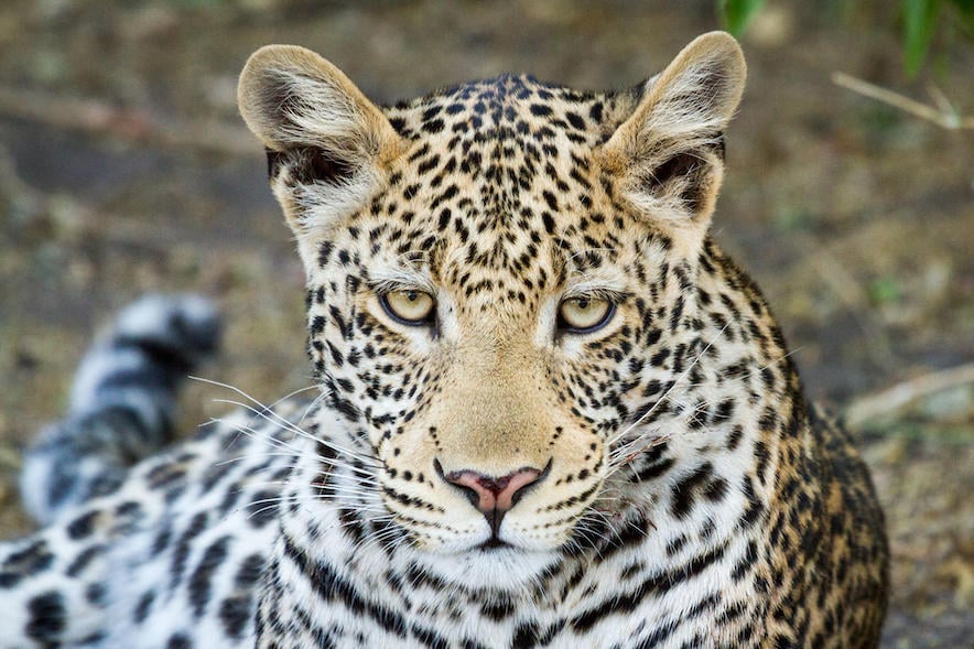 CHOBE & DELTA HIGHLIGHTS