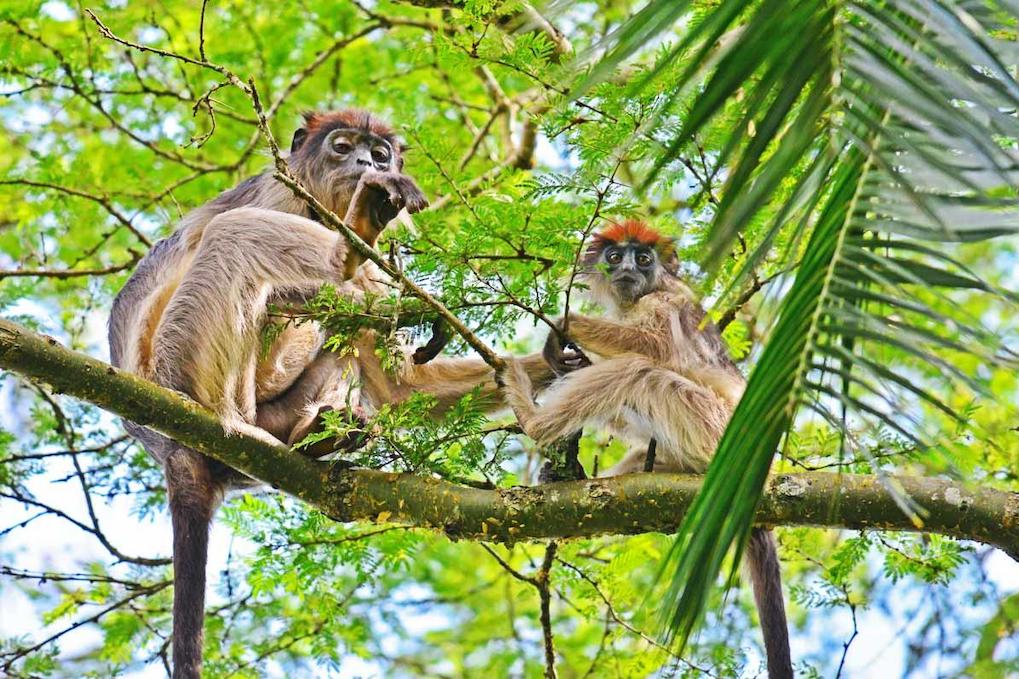 Uganda
