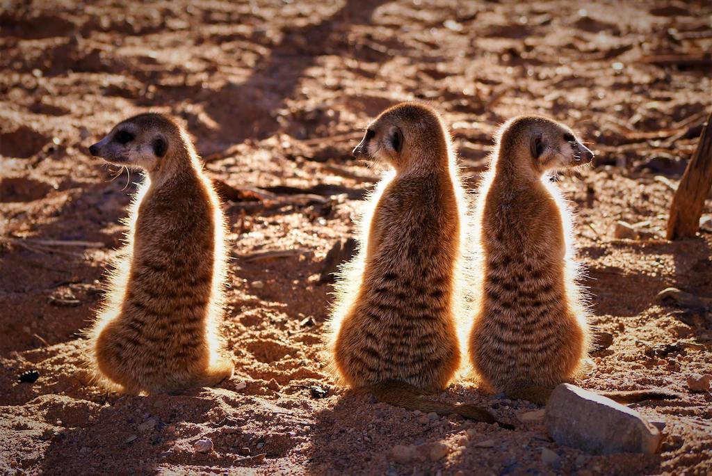 SECRET WILDLIFE