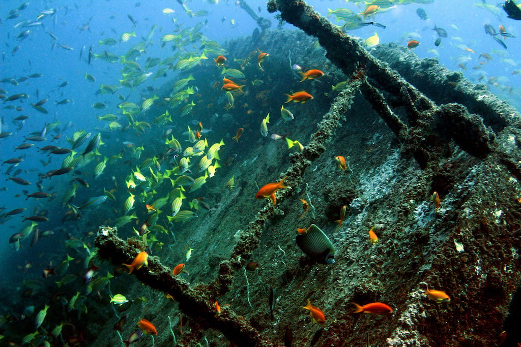 WILDLIFE AND WAVES