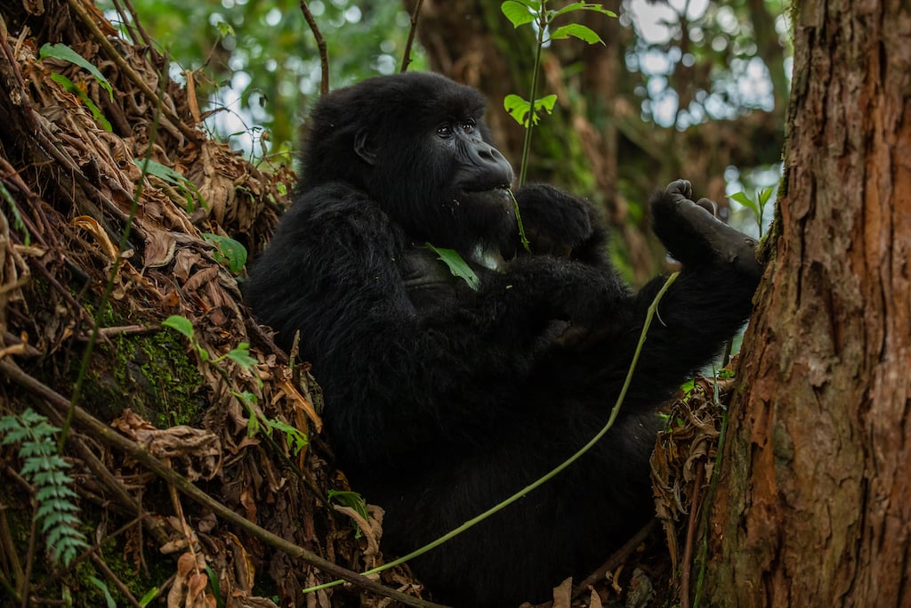 BEST OF RWANDA