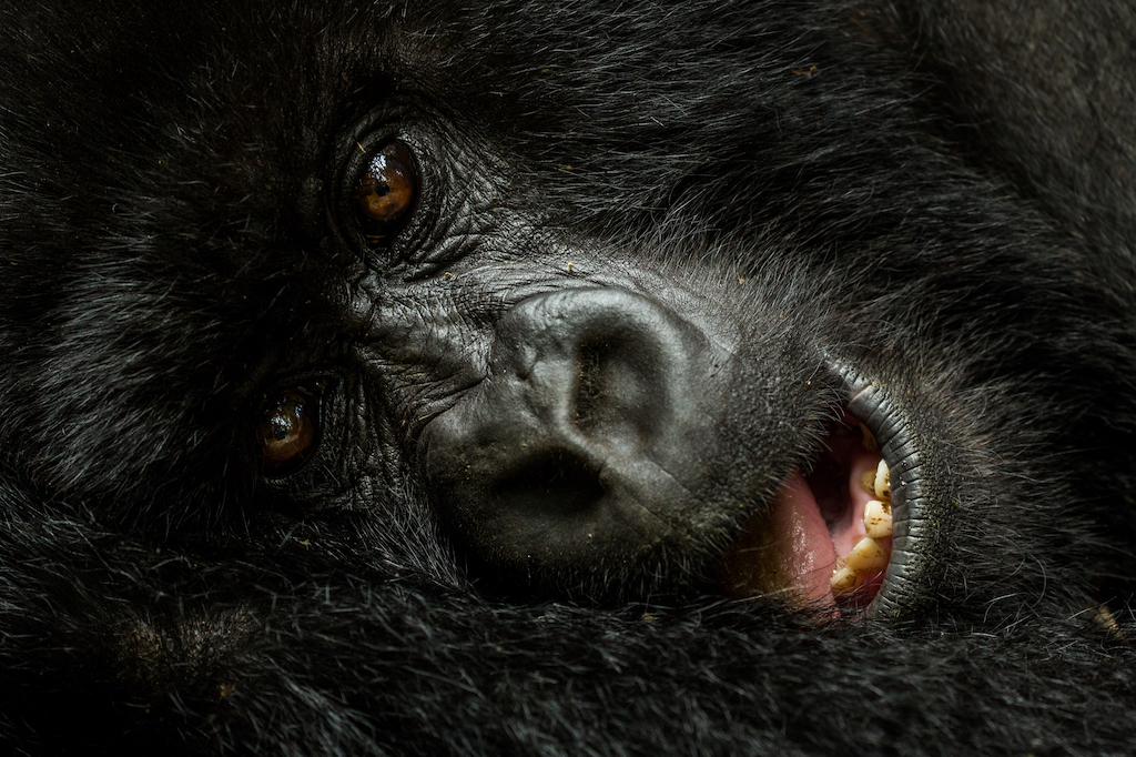 PRIMATES AND PARADISE