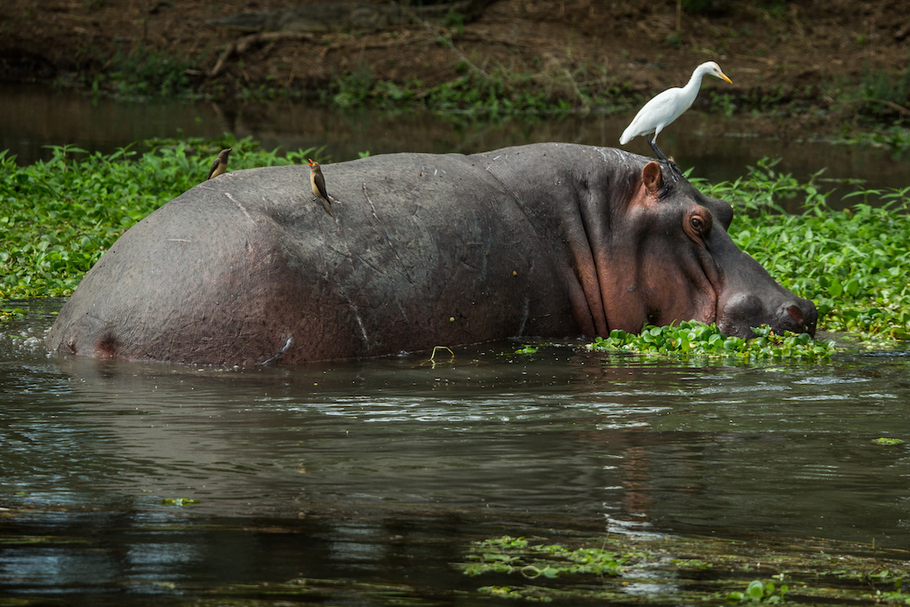 WILDLIFE ON THE WATERSIDE