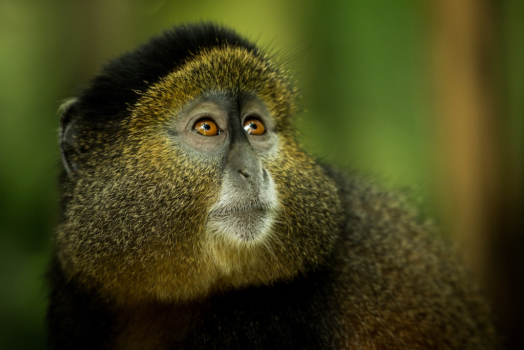 PRIMATES AND PARADISE