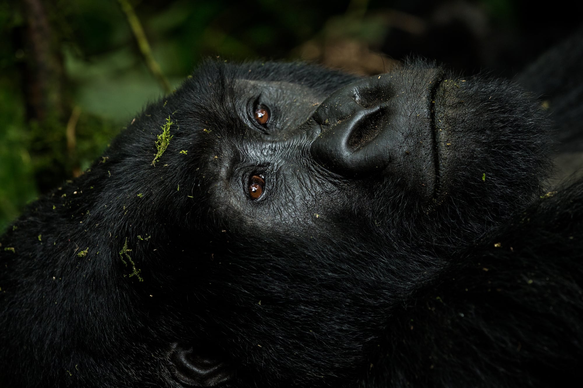 Silverbacks In Style